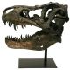 Tyrannosaurus rex, skull model 1/3 scale