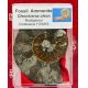 Authentic Fossil Ammonite Cleoniceras cleon in Acrylic Display Case