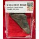 Authentic Partial Megalodon Tooth in Acrylic Display Case