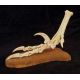 Velociraptor mongoliensis, foot with killing claw