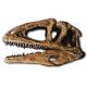 Sinraptor Skull 1:9 Scale