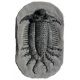 Terataspis  grandis (giant trilobite)