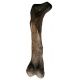 Tyrannosaurus rex (Hank), left femur