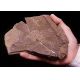 Edmontosaurus dinosaur skin impression