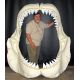 Otodus Megalodon Shark Jaws With Teeth