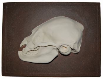 Desmodus rotundus, vampire bat skull profile