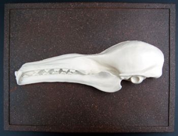 Hypsignathus monstrosus, hammer-head bat skull profile