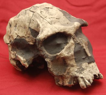 Homo habilis, early human skull