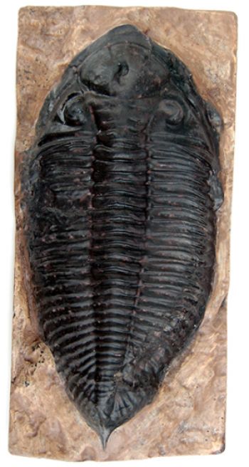 Dalmanites perdue, Trilobite