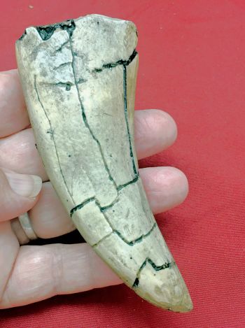 5.InchTyrannosaurus rex Tooth 