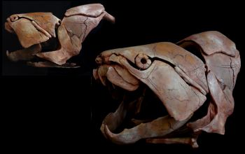 Dunkleosteus marsaisi ,  armored fish skull