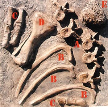 Chasmosaur & Cycad fossil dig panel #3