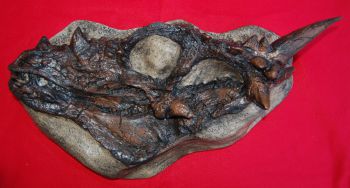 Dracorex hogwartsia, dinosaur skull, Seen in December, 2007 National Geographic