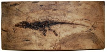 Diplocynodon, juvenile crocodile