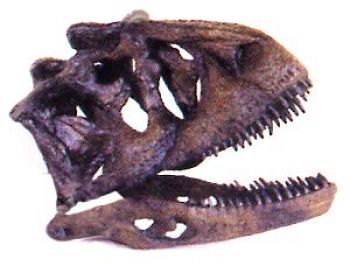 Carnotaurus 1/4 Scale Skull, model