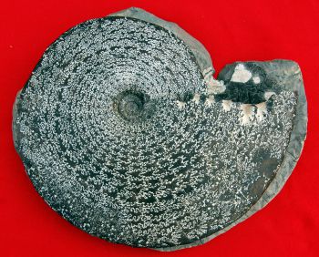 Placenticeras meeki, ammonite