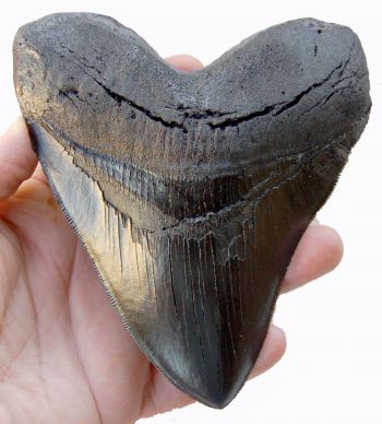 5.5 Inch Otodus Megalodon Shark Tooth Replica