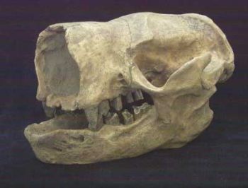 Glossotherium chapadmalensis, sloth skull