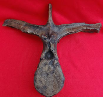 Triceratops, dorsal vertebra