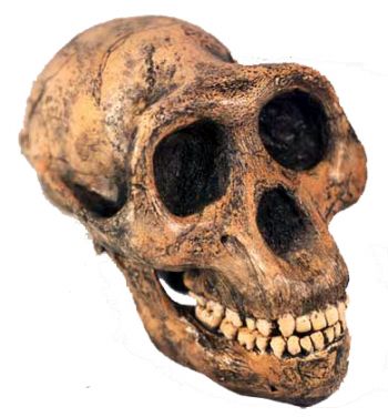 Lucy, Australopithecus afarensis, Skull Reconstruction