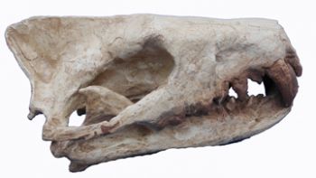 Hyaenodon, skull