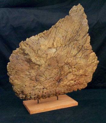 Stegosaurus, large dorsal plate