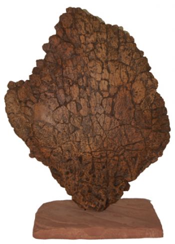 Stegosaurus medium dorsal plate