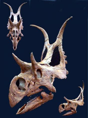 Diabloceratops eatoni, skull