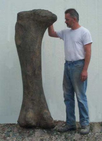 Apatosaurus, femur