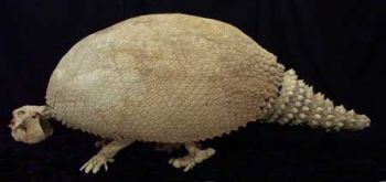 Glyptodont clavipes, skeleton, 9 feet long