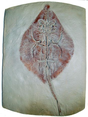 Asterodermus platypterus, stingray