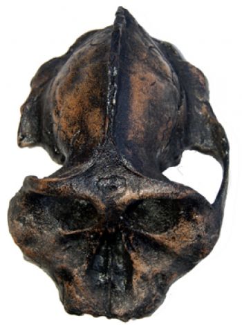 Australopithecus aethopicus, the BLACK skull