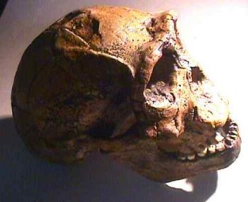 Homo ergaster, skull sculpture of  KNM-ER 3733