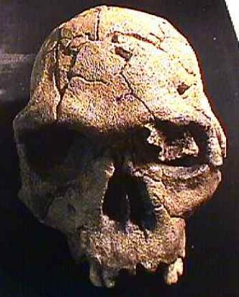 Homo habilis, skull KNM-ER 1813