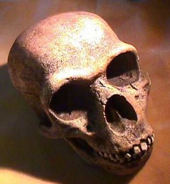 Homo neanderthalensis Skull, Forbes Quarry Gibraltar