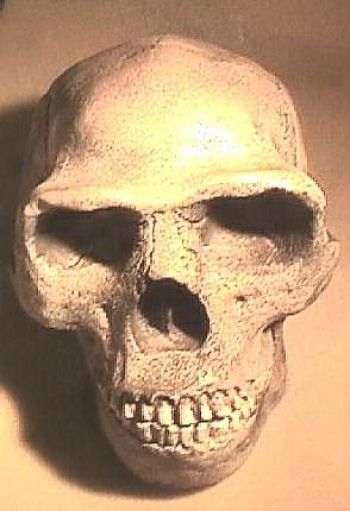 Home erectus,  Skull Peking Man