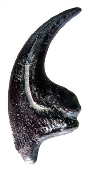 Allosaurus fragilis, claw of hand