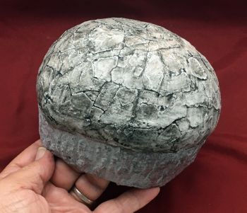 Dendroolithus (Hadrosaur Dinosaur Egg)