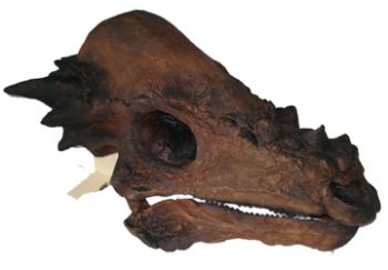 Pachycephalosaurus, 21.5 inch skull