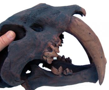 Smilodon fatalis, sabertooth cat skull