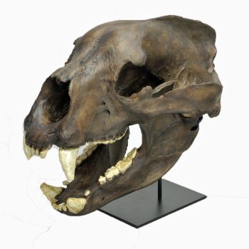 Arctodus simus, giant short-faced bear skull