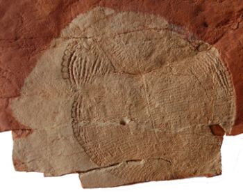 Dickinsonia costata & Parvancorina minchami Ediacaran Fauna