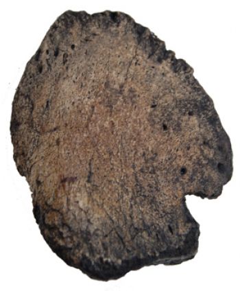 Triceratops hoof/toe bone