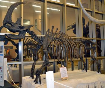 Woolly Rhino (Coelodonta antiquitatis) skeleton replica rental