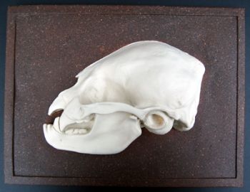 Bat Skull Profiles, set of 4