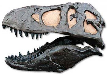 Tyrannosaurus rex (skull & jaws)