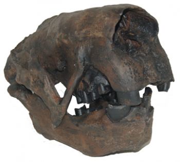 Megalonyx jeffersoni, ground sloth skull, Now The West Virginia State Fossil