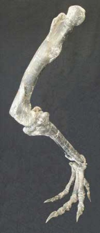 Allosaurus leg with armature, 7 feet long