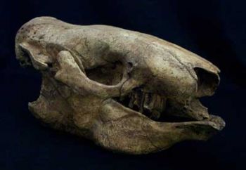 Catonyx tarijensis, sloth skull