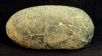 Dinosaur Egg, theropod